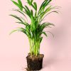 Palma Areca L