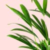 Palma Areca L hojas