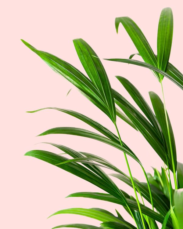 Palma Areca L hojas