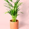Palma Areca L maceta