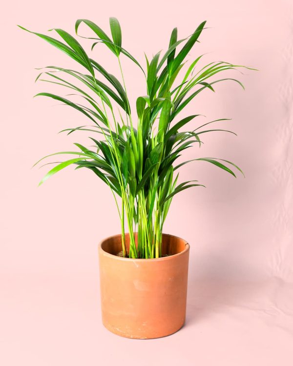 Palma Areca L maceta