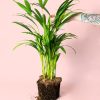 Palma Areca L planta