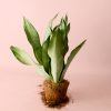 Sansevieria-Moonshine