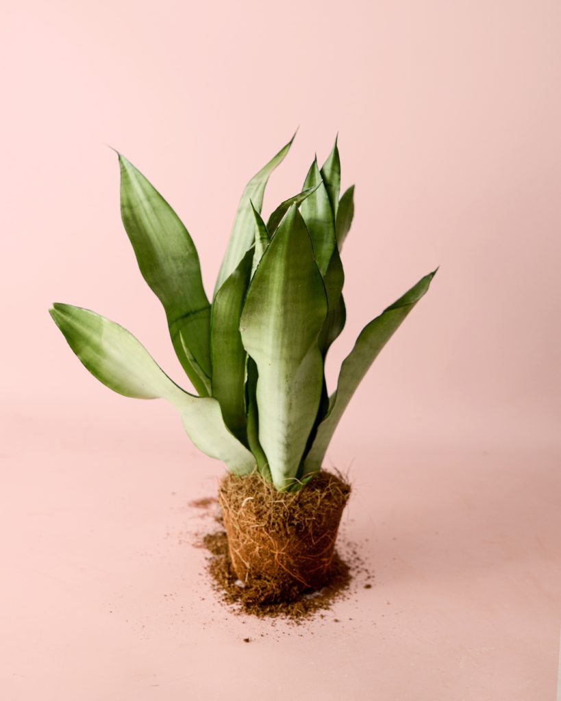 Sansevieria-Moonshine