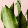 Sansevieria-Moonshine-hojas