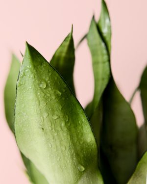 Sansevieria-Moonshine-hojas