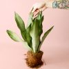 Sansevieria-Moonshine-planta