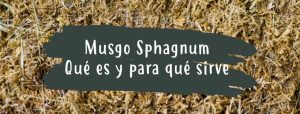 musgo sphagnum que es