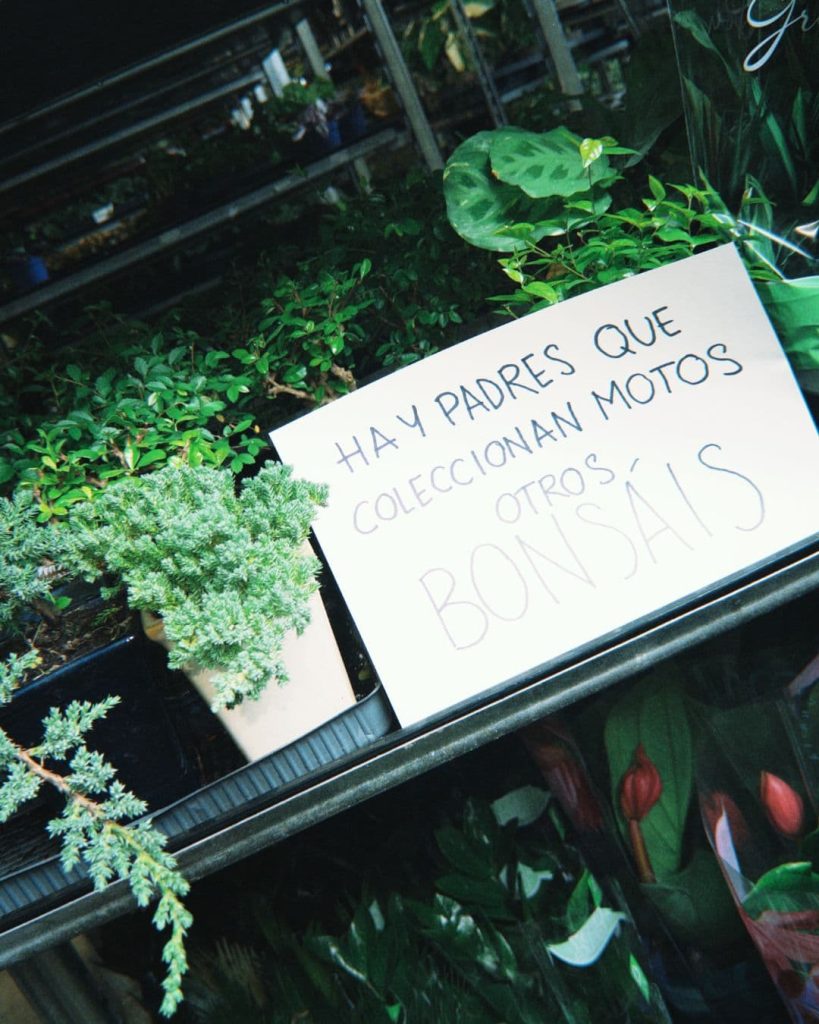 coleccionan bonsai