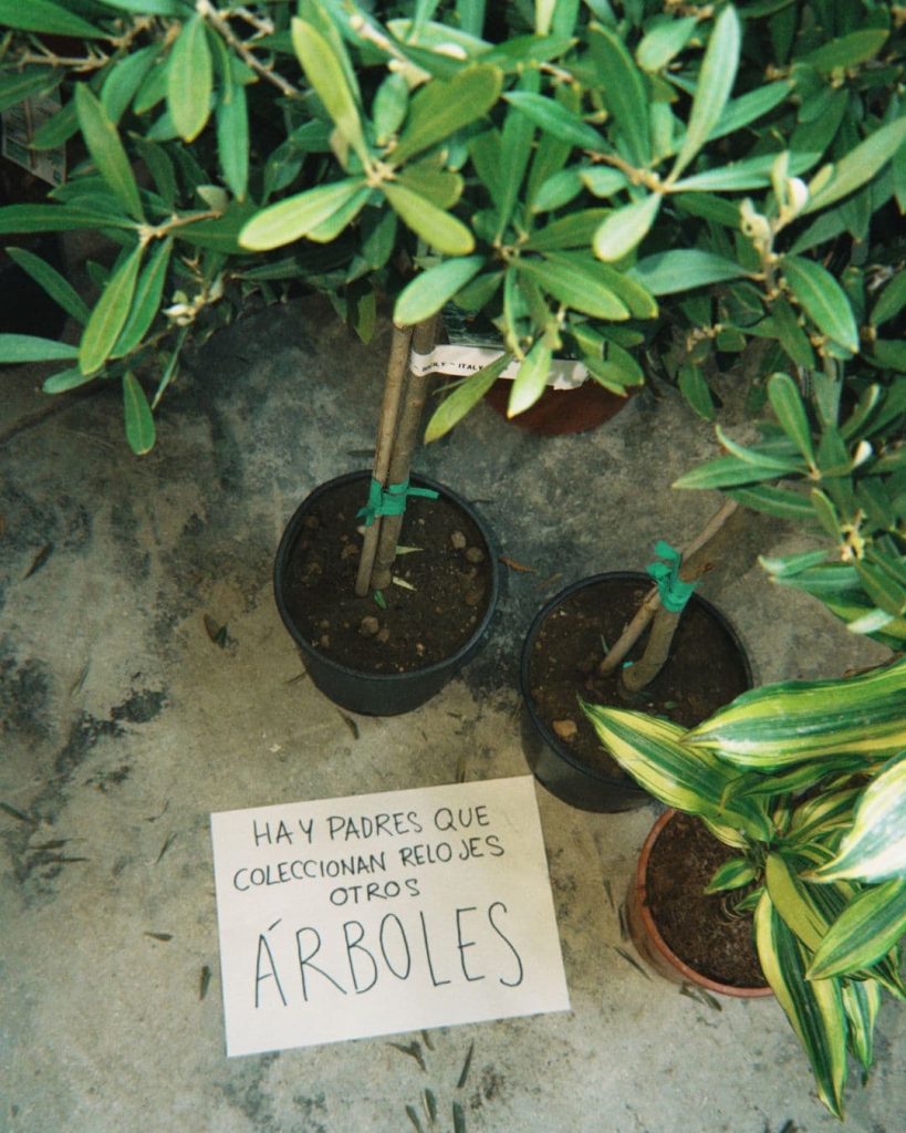 dia padre arboles