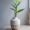 dracaena-sanderiana