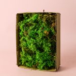 fern-musgo-preservado