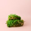 fern-musgo-preservado-natural