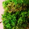 fern-musgo-preservado-textura