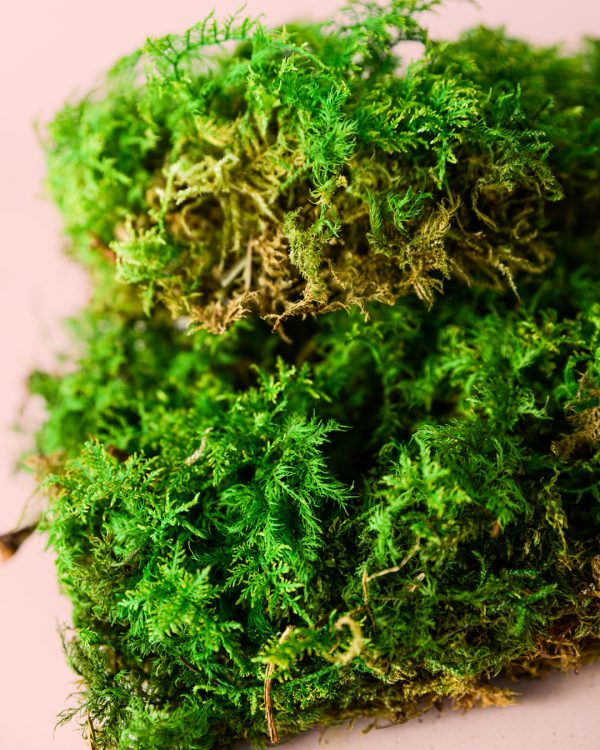 fern-musgo-preservado-textura