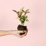 ficus-Shivereana Moonshine-planta