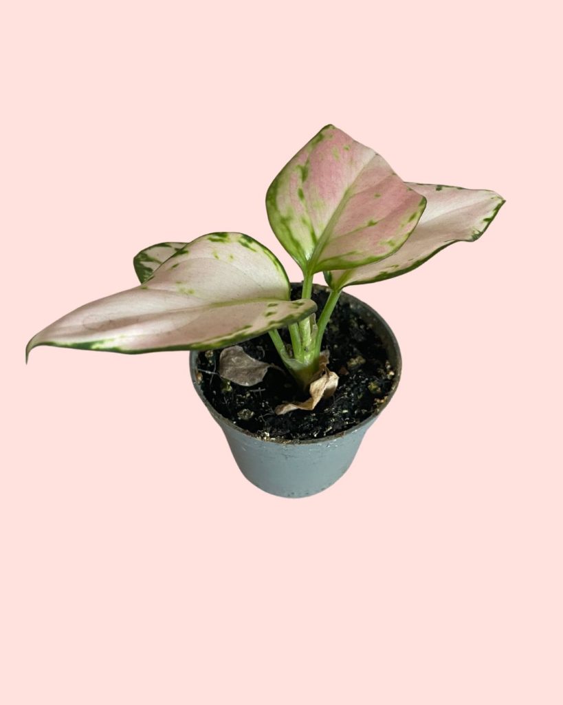 hojas-marrones-aglaonema