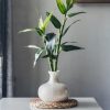 lucky-bamboo-dracaena