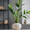 lucky-bamboo-dracaena-sanderiana