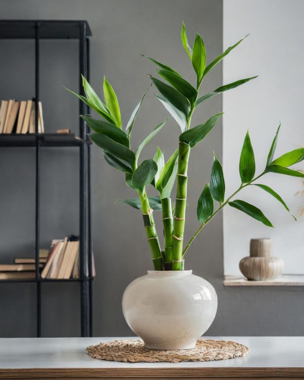 lucky-bamboo-dracaena-sanderiana