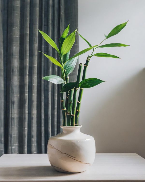 lucky-bamboo-planta