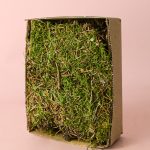 musgo-natural-humedo