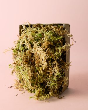 musgo sphagnum