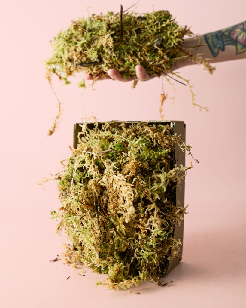 musgo sphagnum-caja