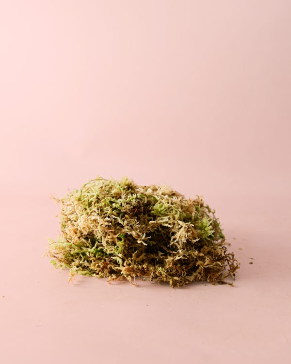 musgo sphagnum-natural