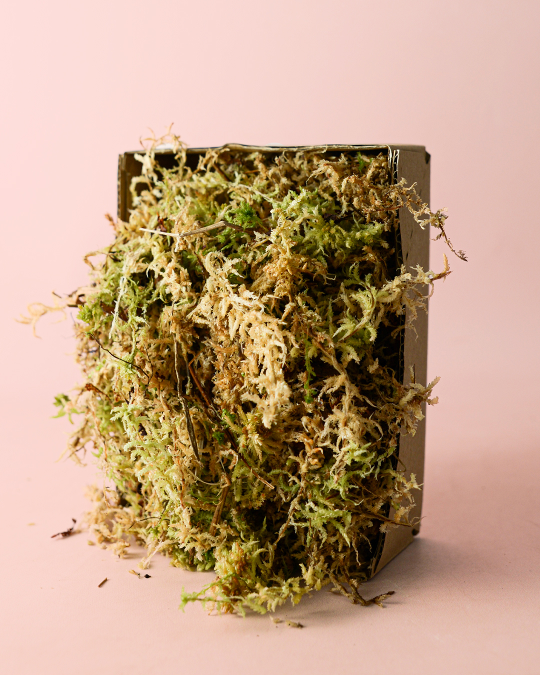 Musgo Sphagnum 100g