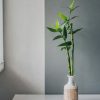 oriental-lucky-bamboo