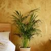 chamaedorea elegans l contexto