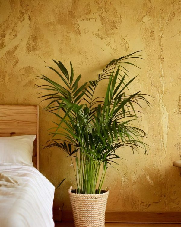 chamaedorea elegans l contexto