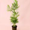 chamaedorea elegans l