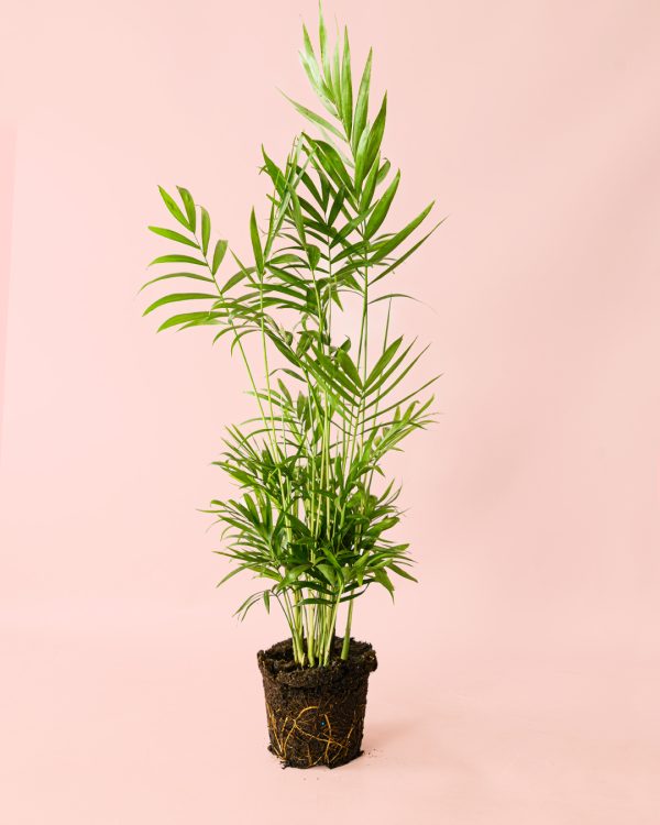 chamaedorea elegans l