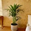 palma areca l contexto