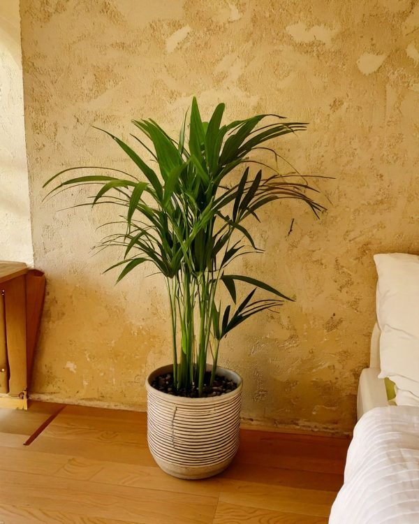 palma areca l contexto