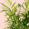 chamaedorea elegans l hojas