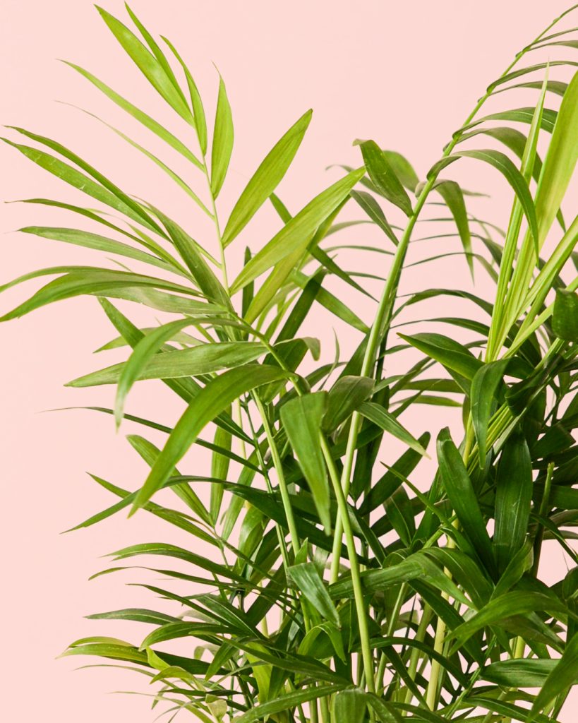 chamaedorea elegans l hojas