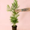 chamaedorea elegans l planta