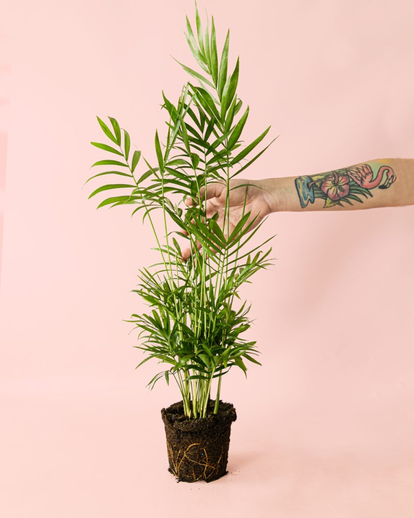 chamaedorea elegans l planta