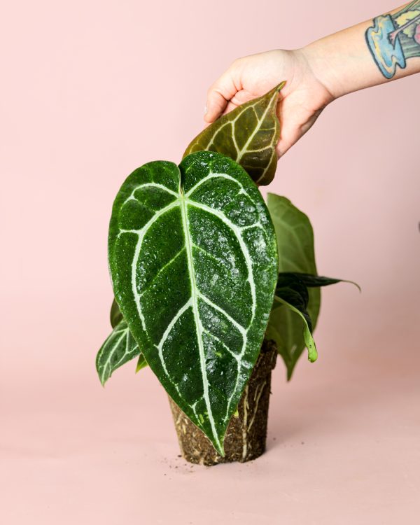 Anthurium Crystallinum M planta