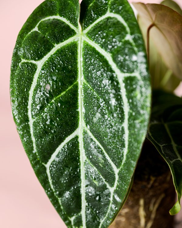 Anthurium Crystallinum M hoja