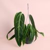 Anthurium-Warocqueanum