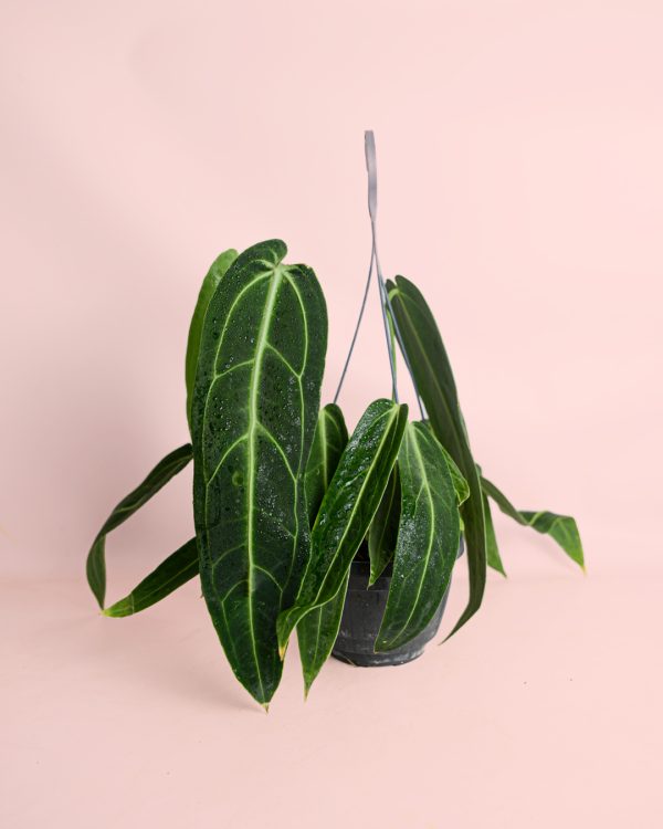 Anthurium-Warocqueanum