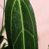 Anthurium-Warocqueanum-hoja