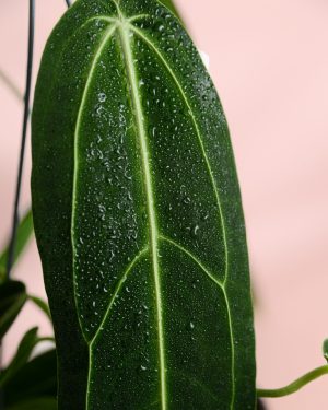 Anthurium-Warocqueanum-hoja