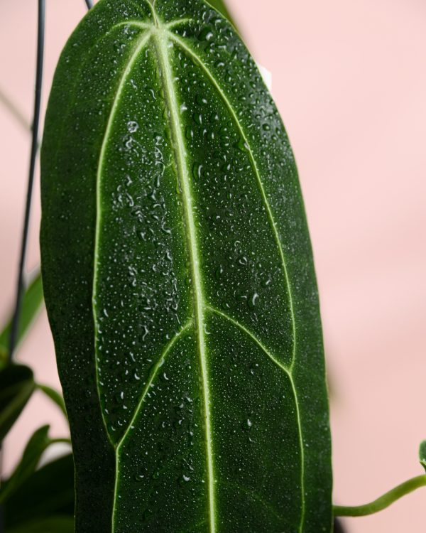 Anthurium-Warocqueanum-hoja