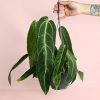 Anthurium-Warocqueanum-planta