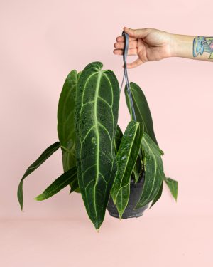 Anthurium-Warocqueanum-planta